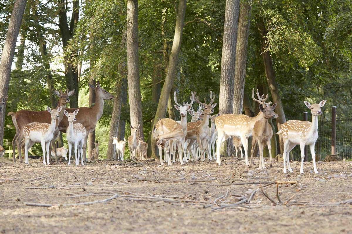 030--c--i-l-k-a--a-n-g-s-t-e-r--p-h-o-t-o-g-r-a-p-h-y_www2 Wildpark Differten